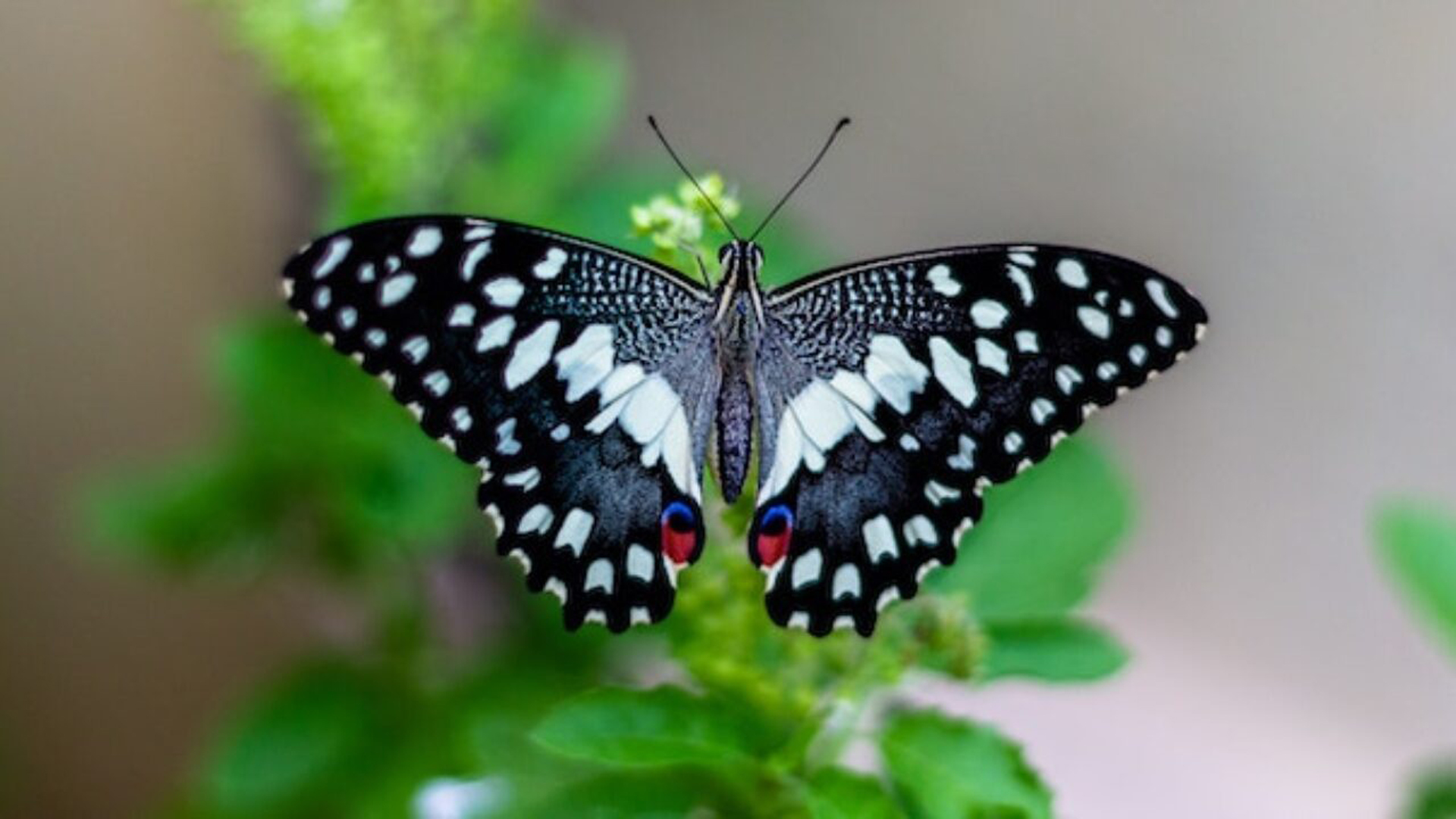 White Black Design Butterfly On Green Leaf In Blur Wallpaper HD Butterfly