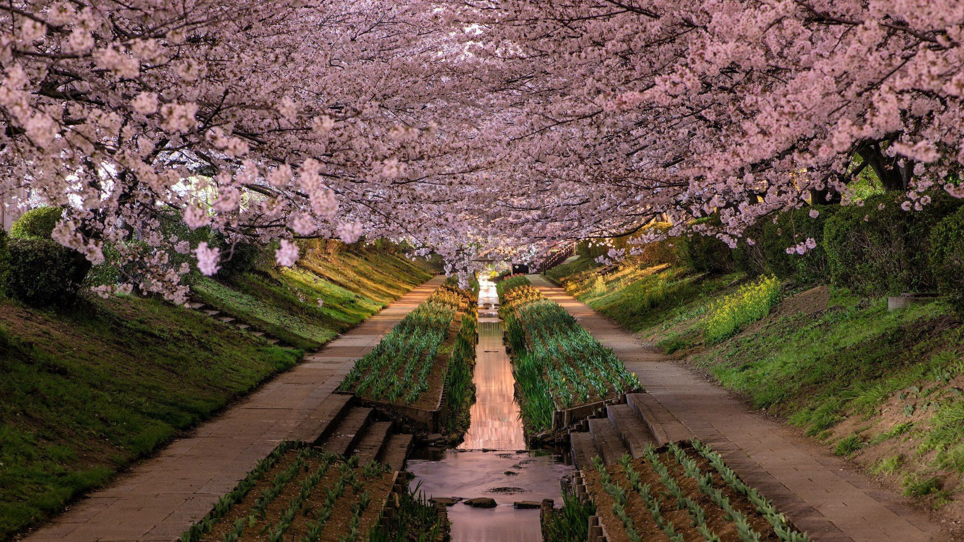 Beautiful Pink Cherry Blossom Trees garden HD Japanese
