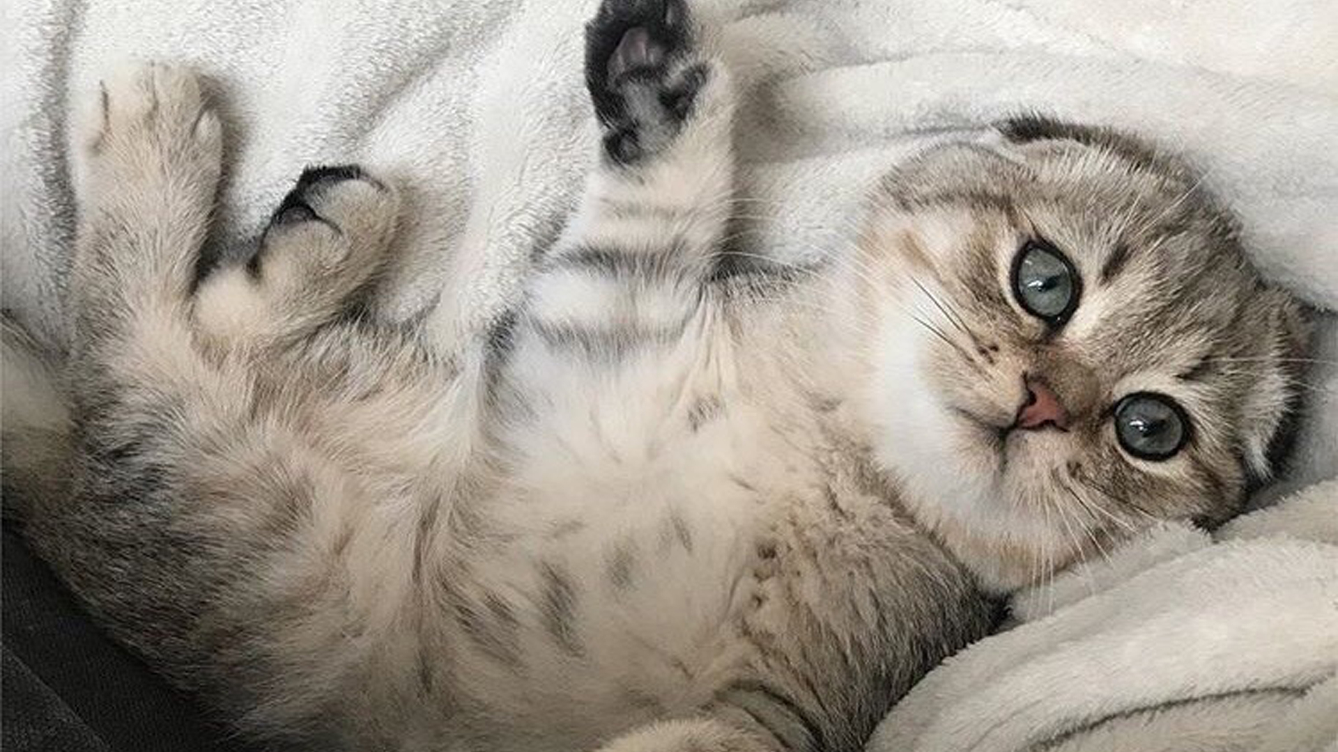Grey Eyes Black White Fur Cat Kitten Is Lying Down On White Cloth HD Kitten
