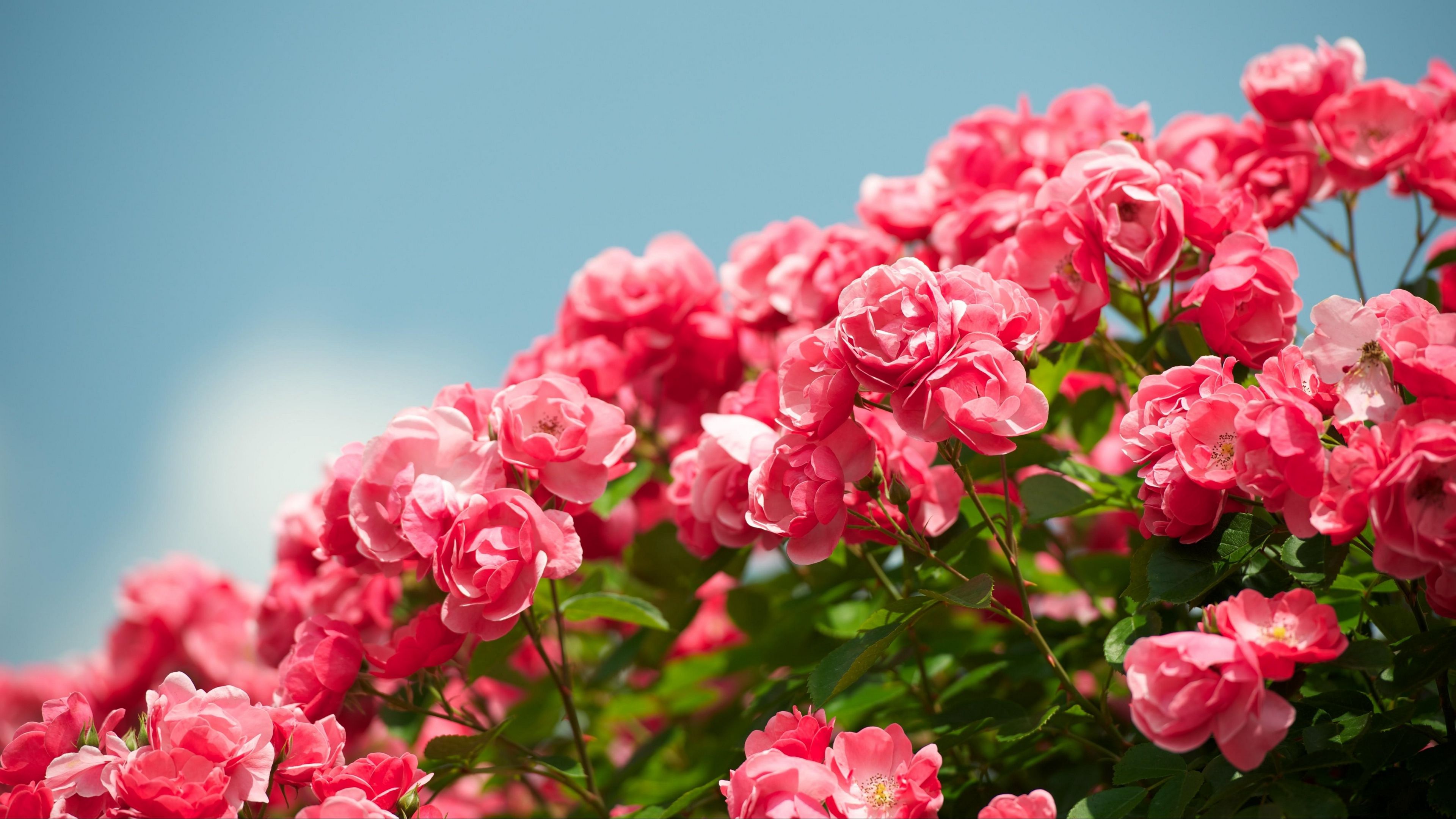 Beautiful Pink Shurb Roses Under Blue Sky K HD