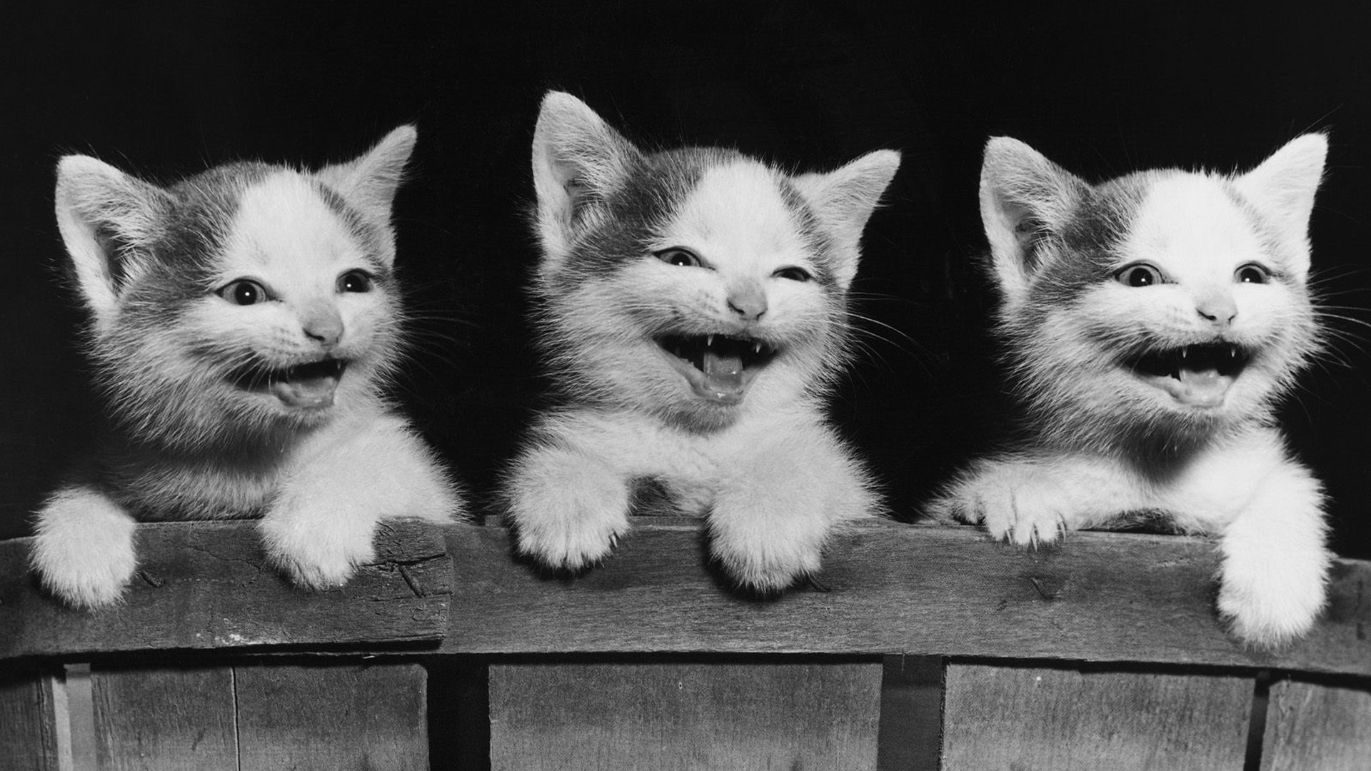 Cute Smiling Kittens HD Kitten