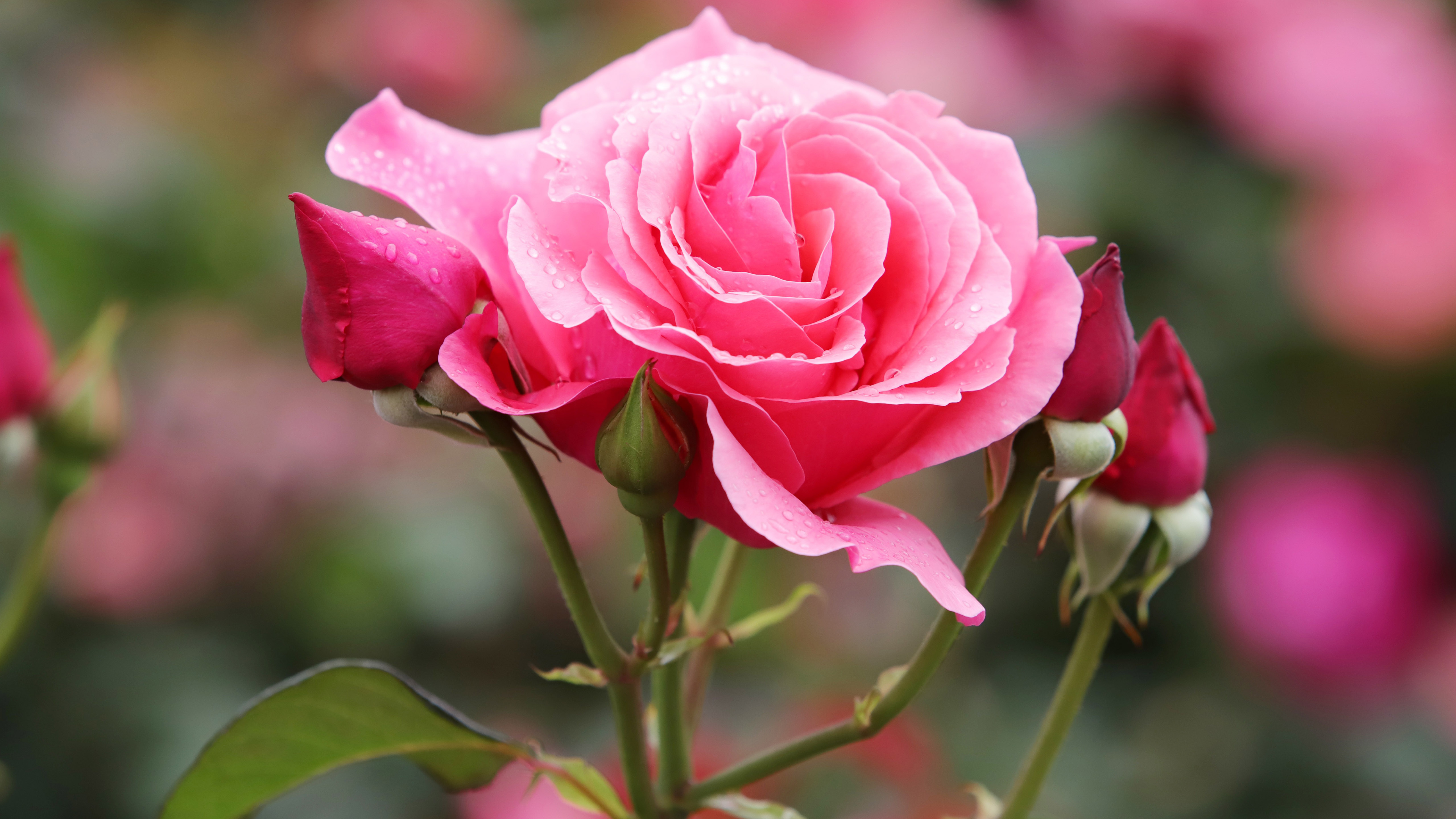 Pink Rose Flower With Buds In Blur Wallpaper K K HD