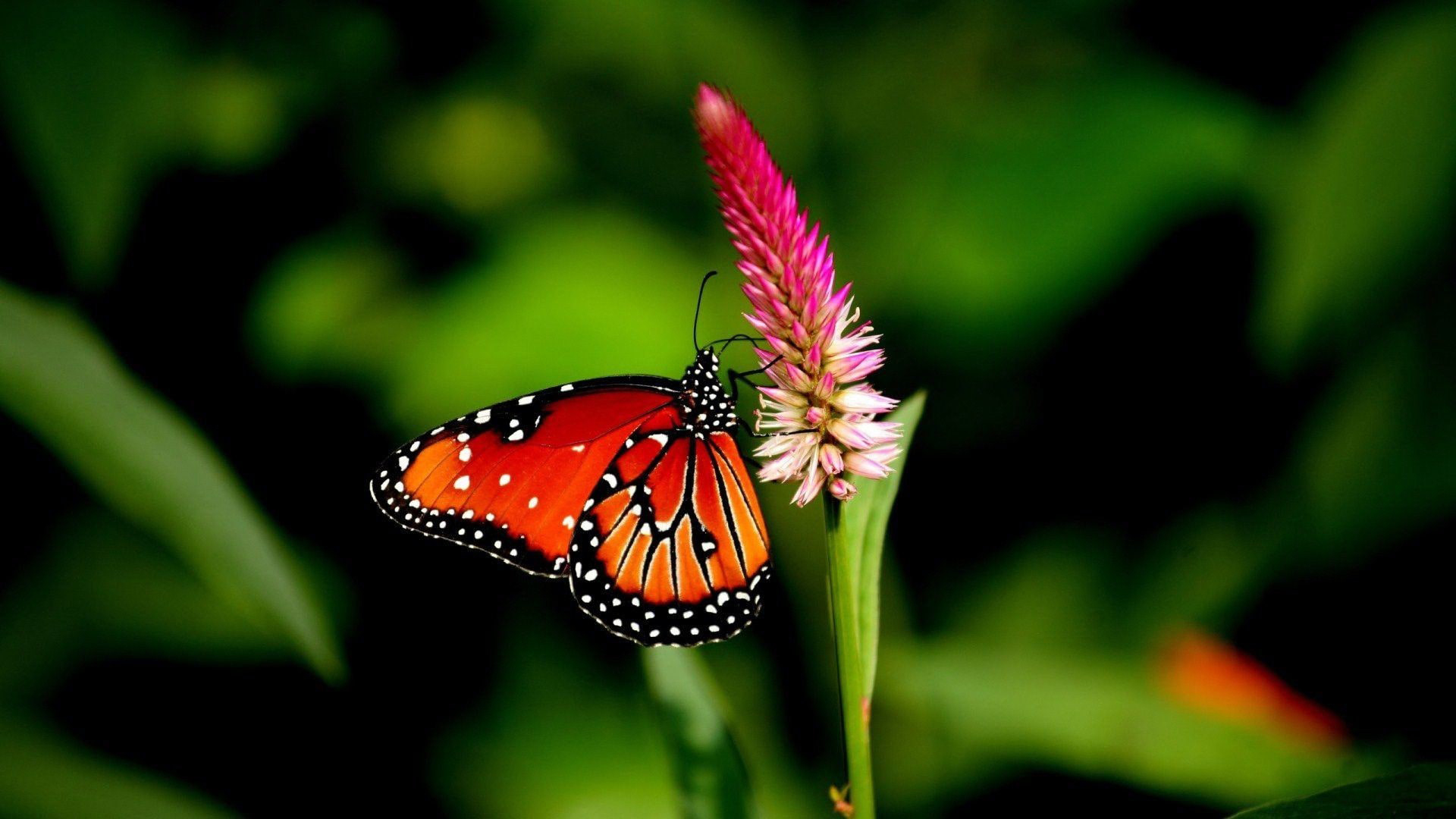 Red Black Lines Designed Butterfly On Pink Flower In Blur Green Wallpaper HD Butterfly