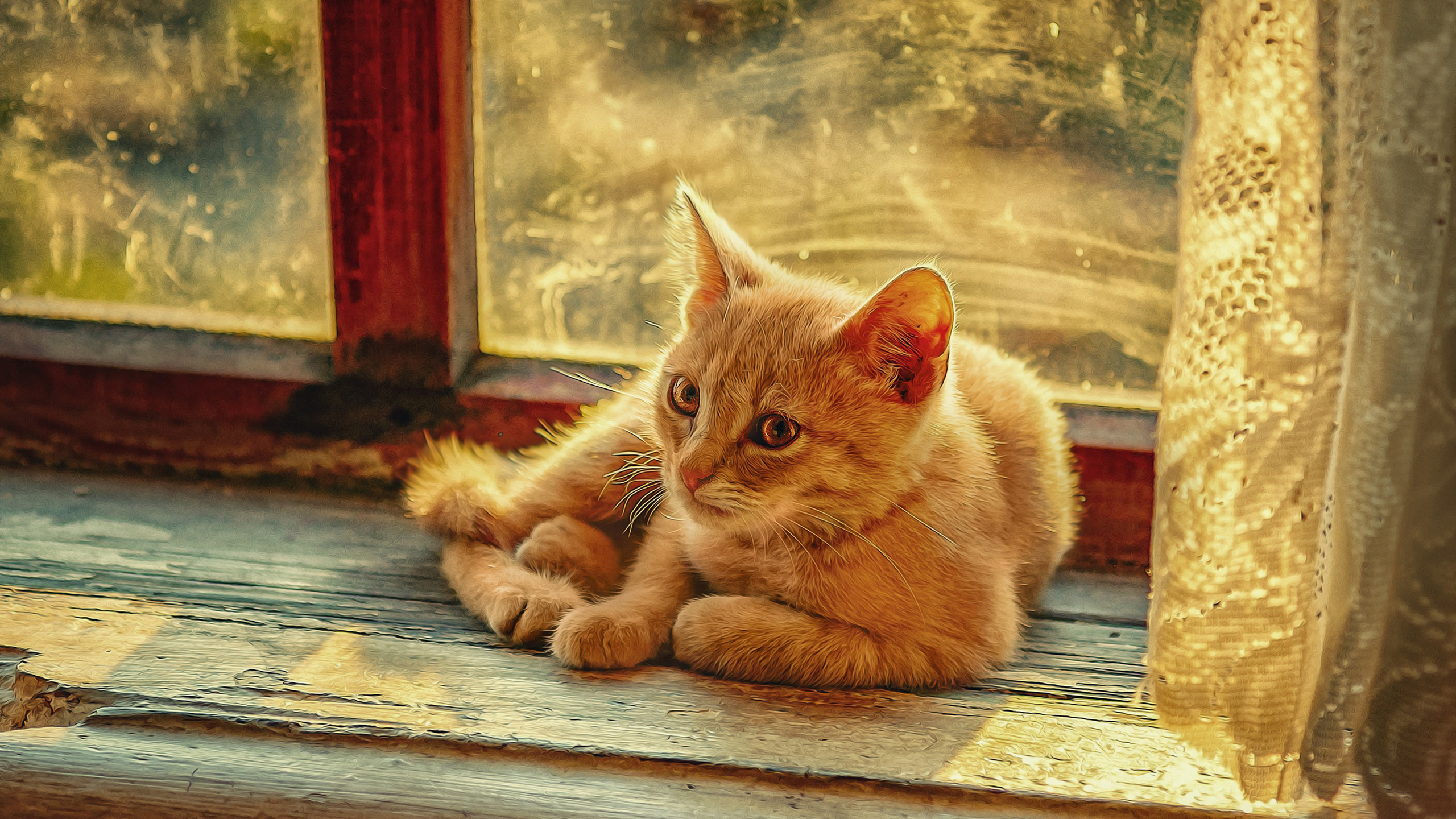 Light Brown Cat Is Sitting In Front Of Glass Window HD Cat