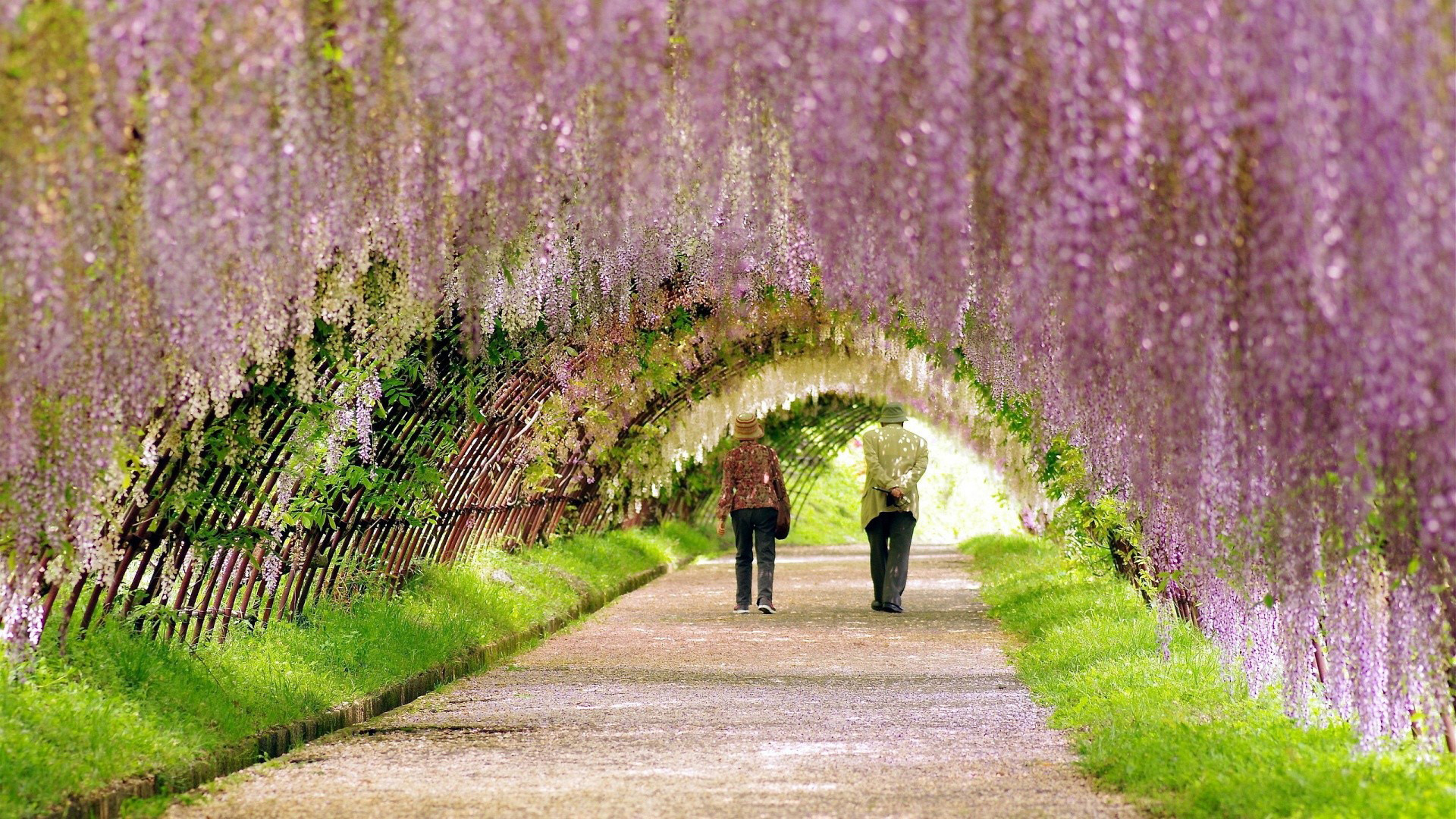 People Are Walking Under Blossom Arch HD