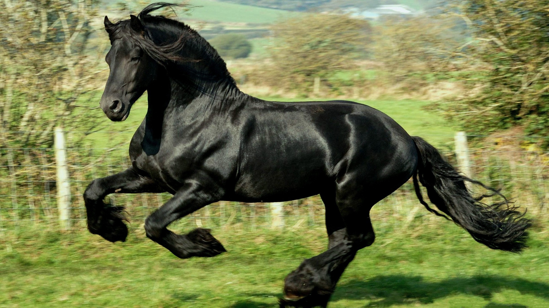 Running Black Horse HD Horse