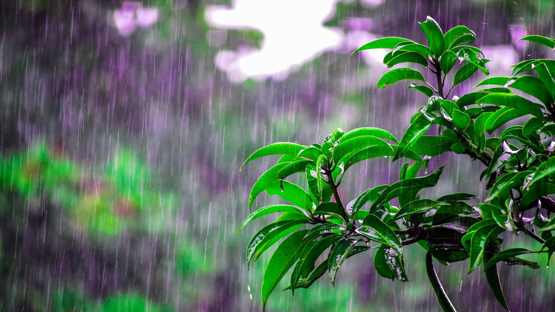 Green Leaves Tree Branches In Rainfall Blur Purple Wallpaper HD Rain
