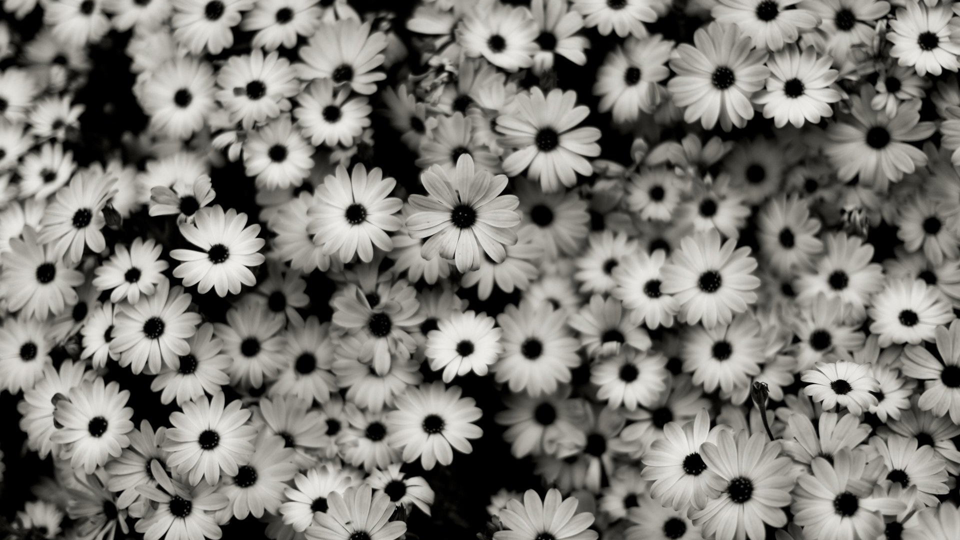 Black And White Florals HD Abstract