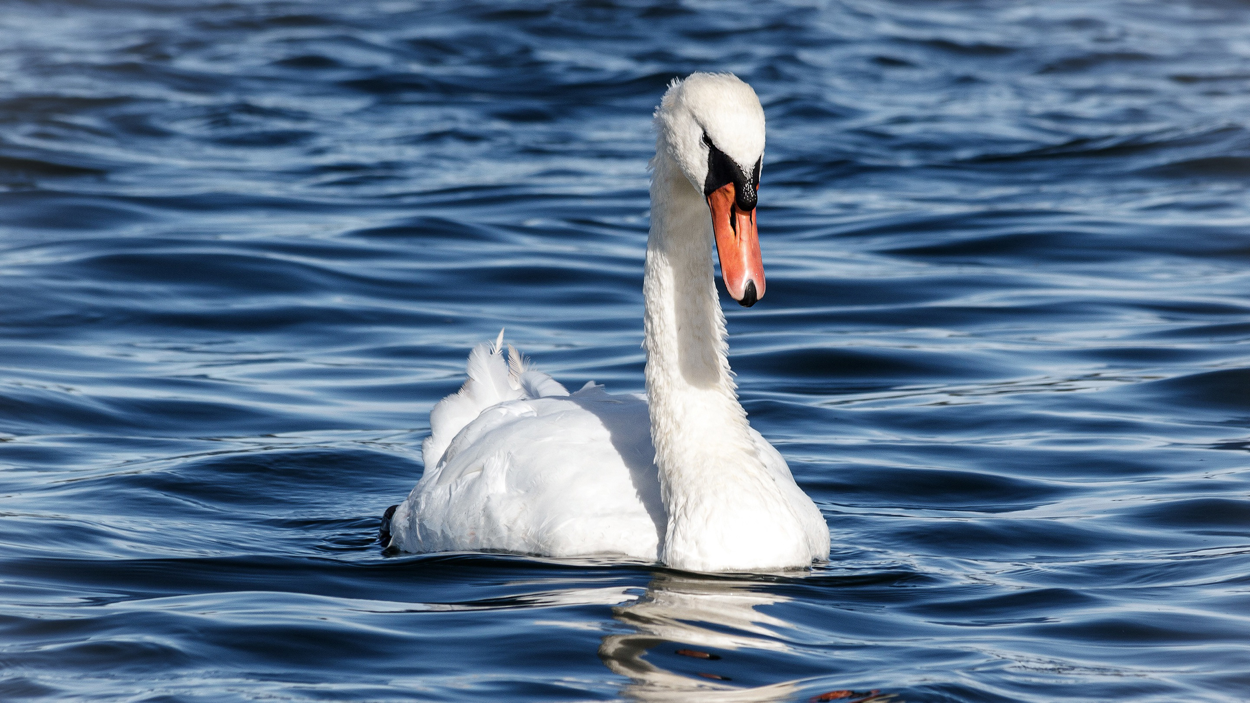 White Swan Is Swimming On Water HD Birds