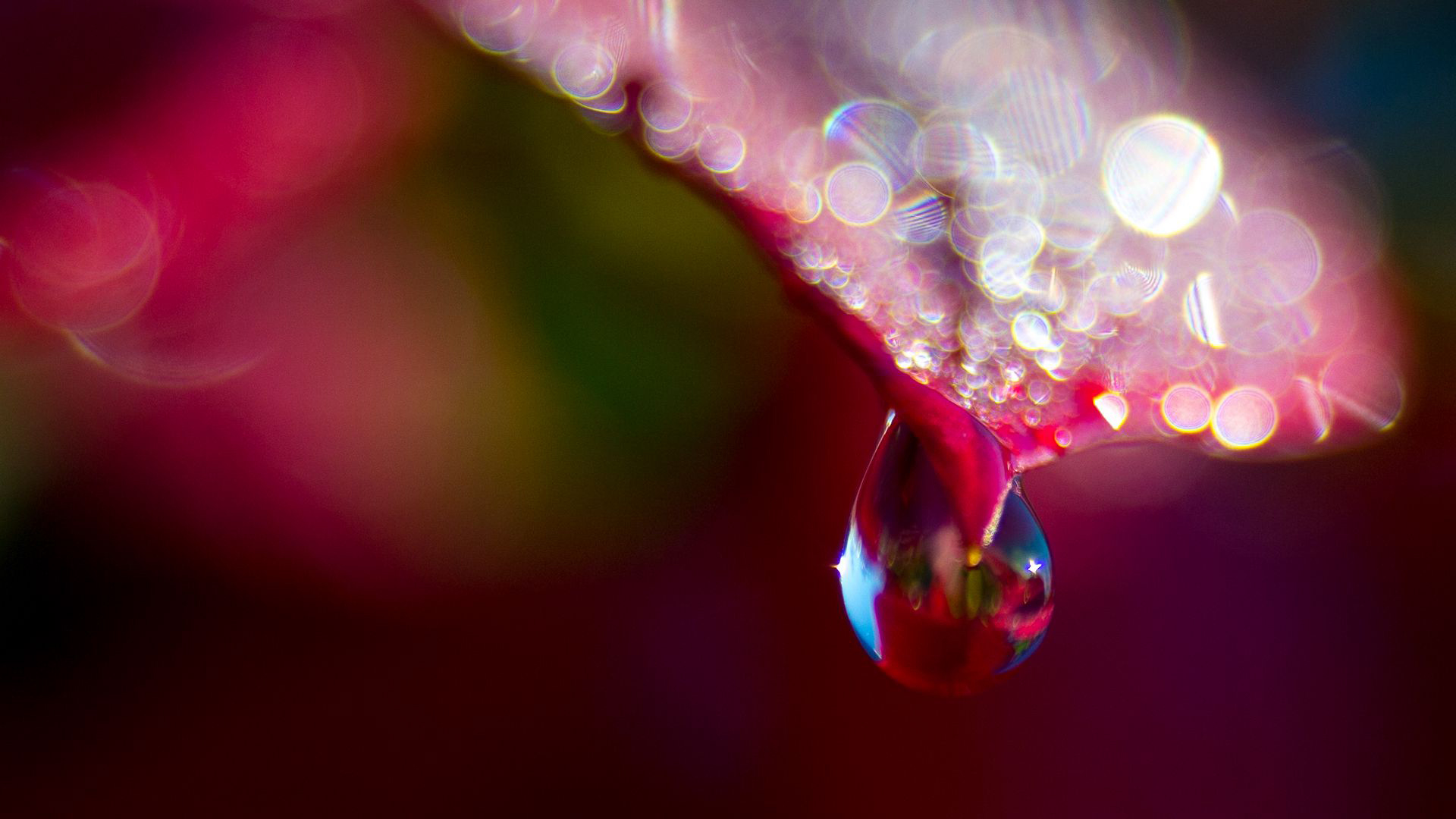 Pink Leaf Water Drops Blur Bokeh HD