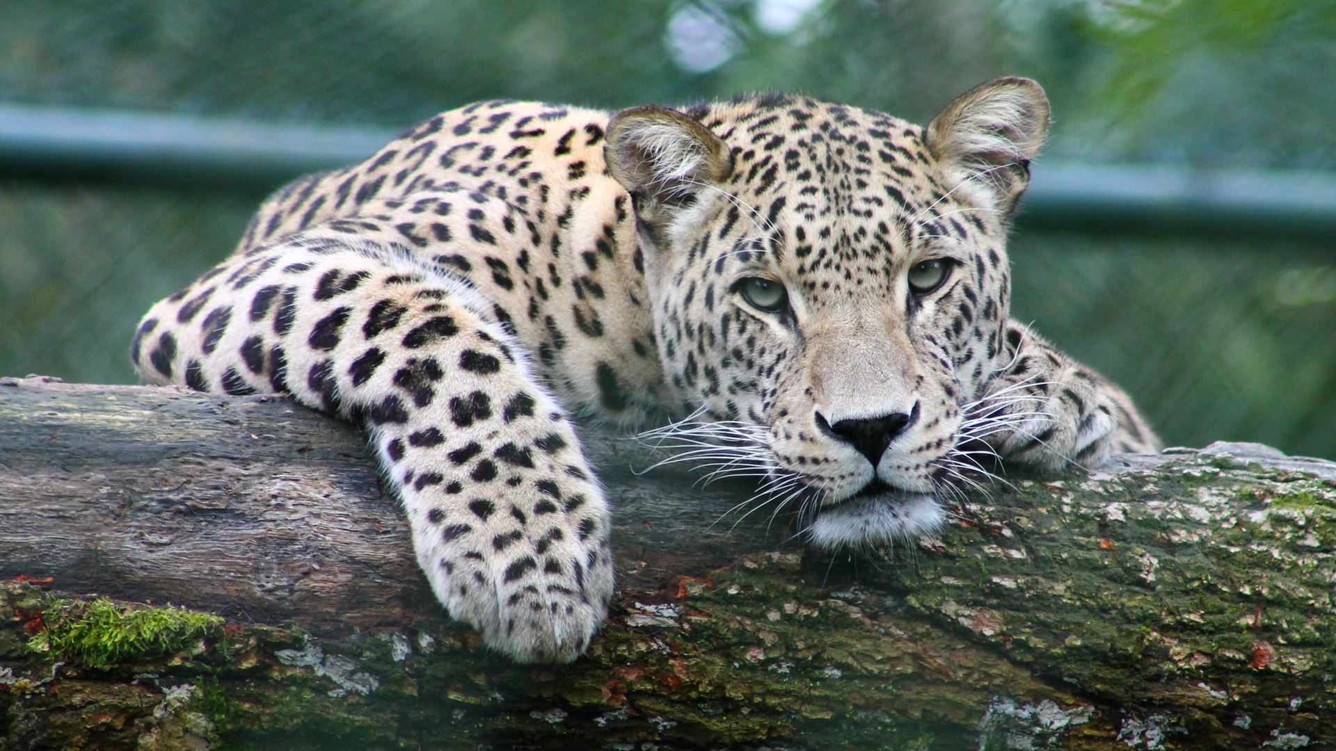 Leopard Is Lying Down On Algae Covered Wood Log In Blur Bokeh Wallpaper HD Leopard