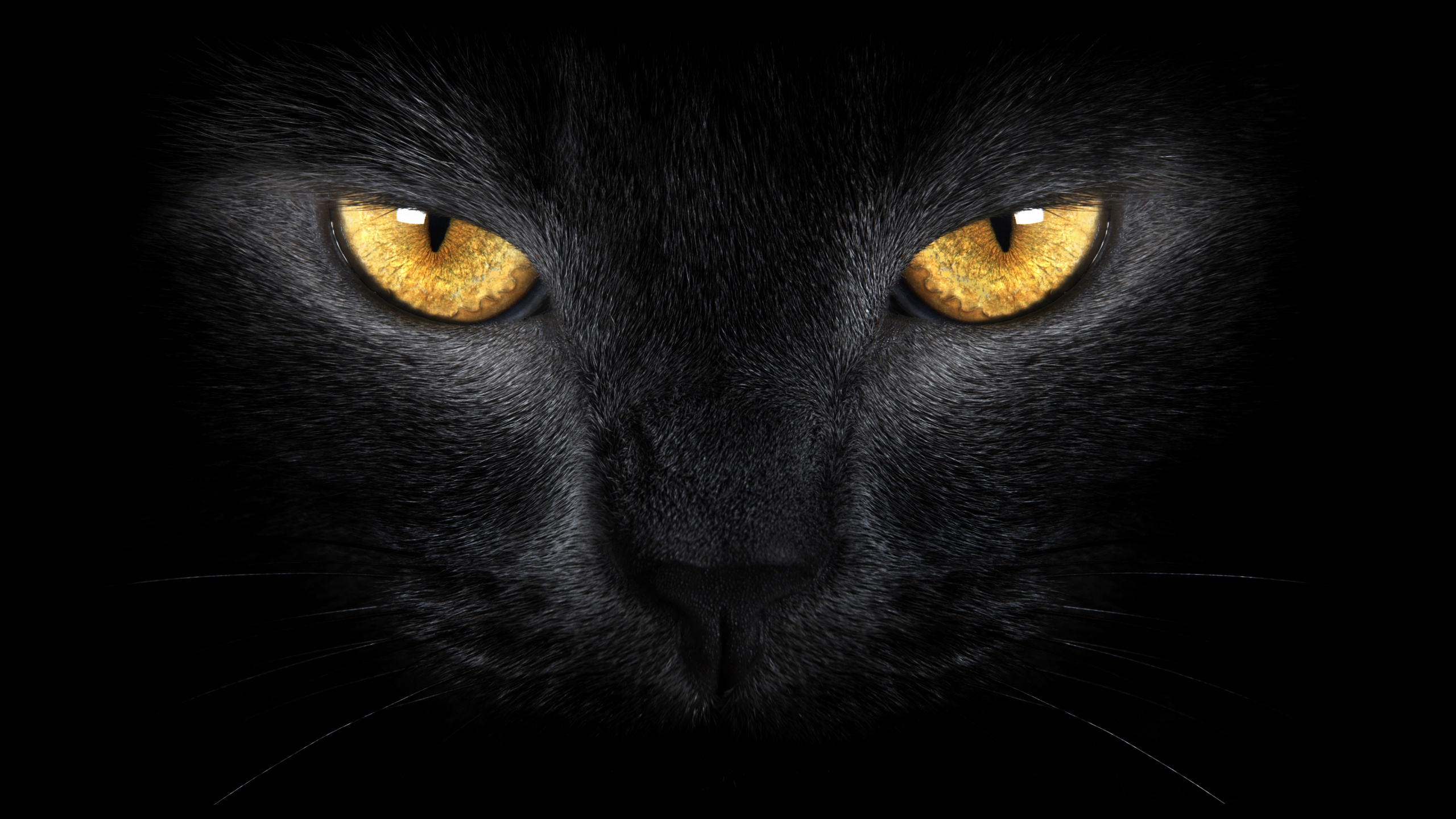 Black Cat With Yellow Eyes HD Cat