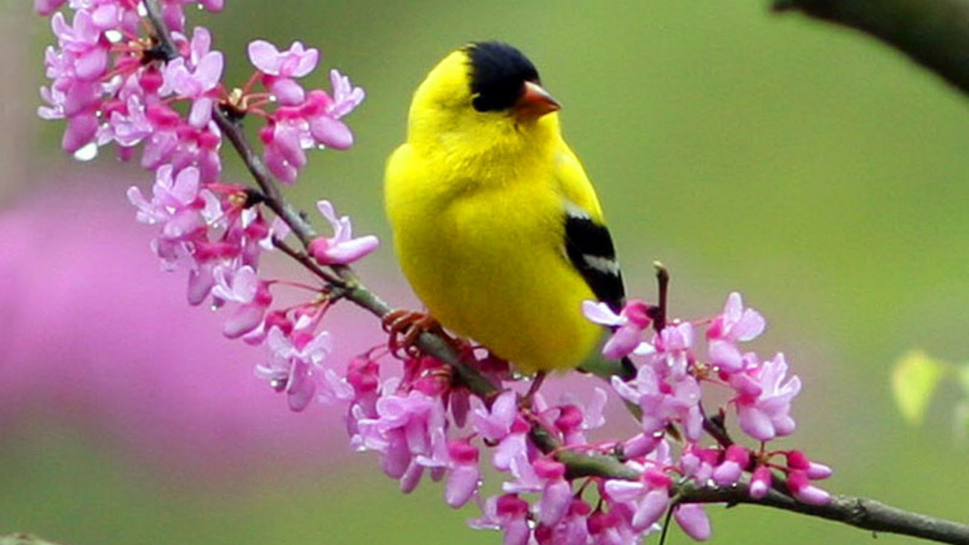 Yellow Black Bird Is Sitting On Flowers Stalk In Green Blur Wallpaper HD Birds