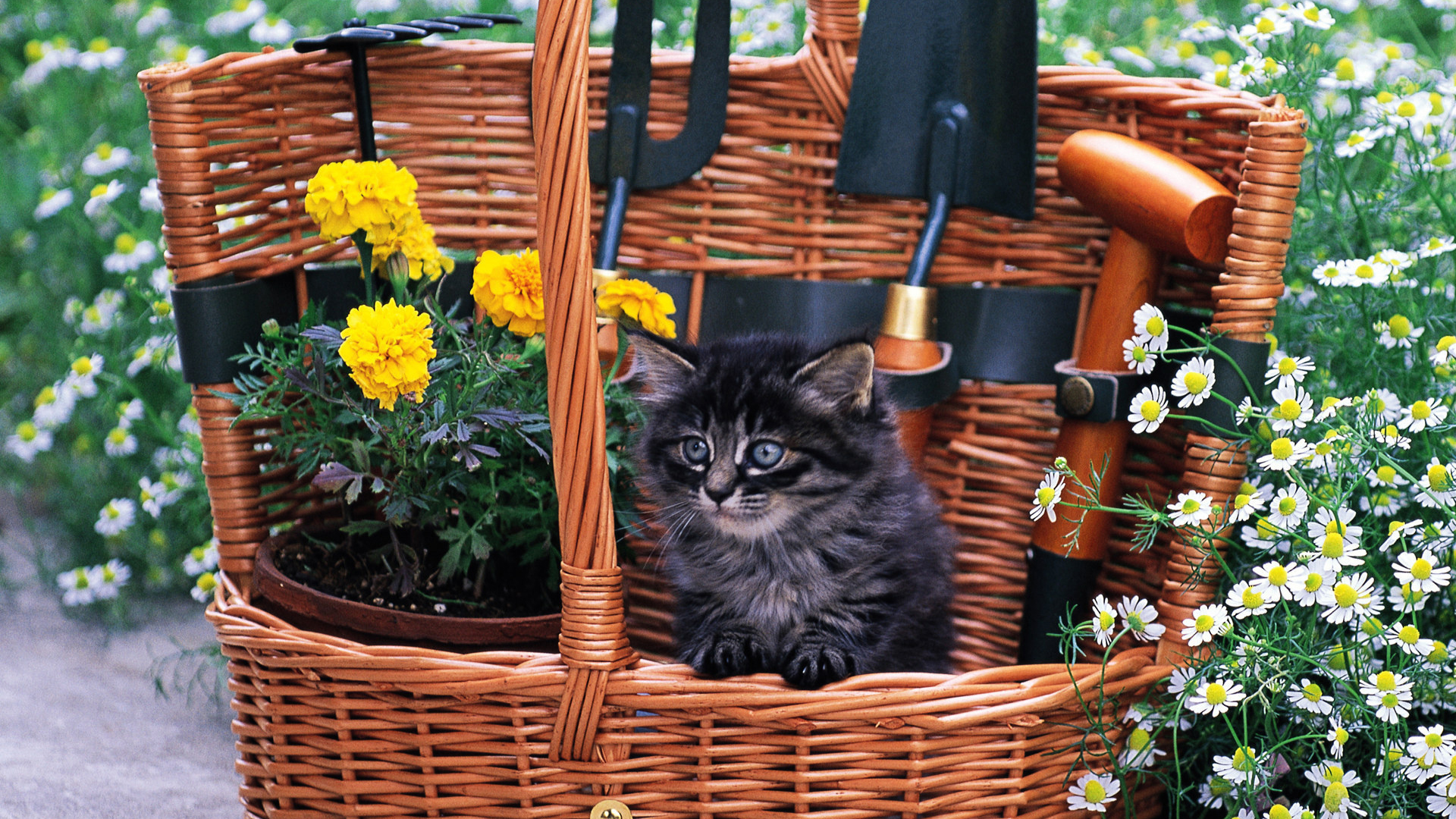 Black Cat Kitten Is Standing Inside Bamboo Basket In White Flowers Field Wallpaper HD Kitten