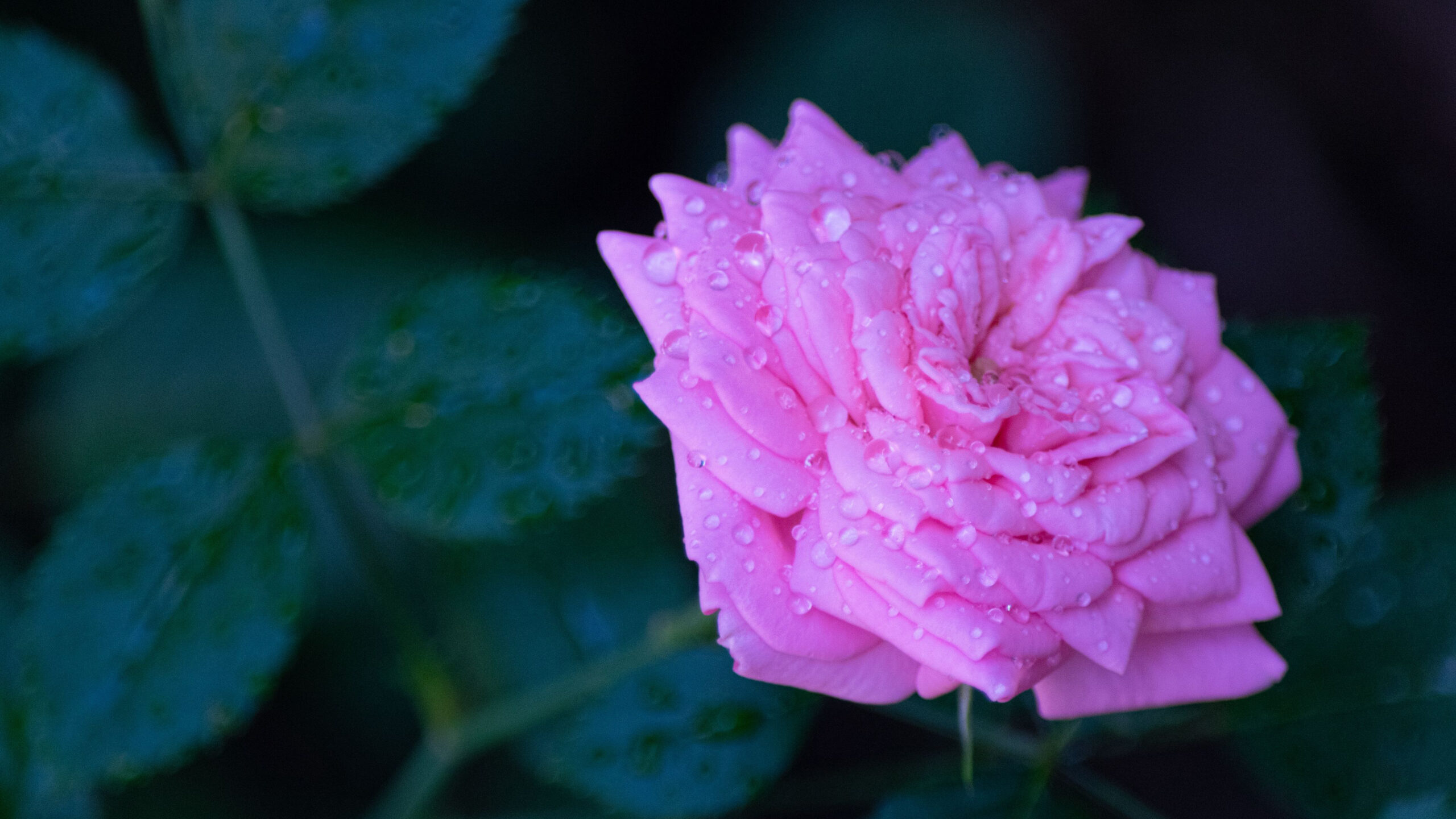 Pink Rose Flower Petals With Water Drops In Black Wallpaper K HD