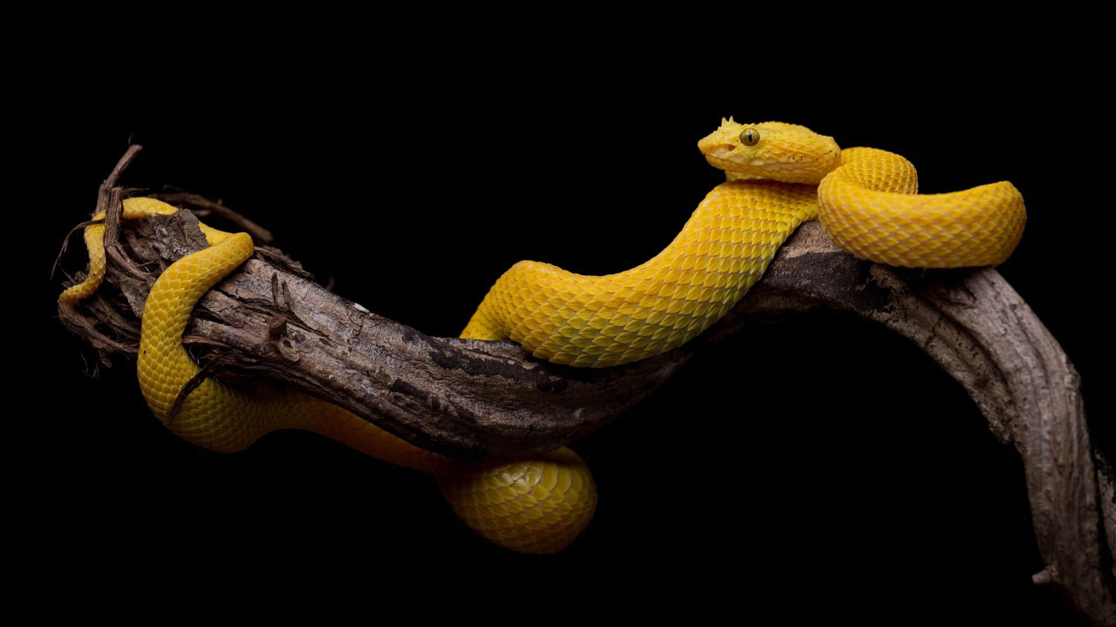 Yellow snake on tree branch in black Wallpaper k hd animals