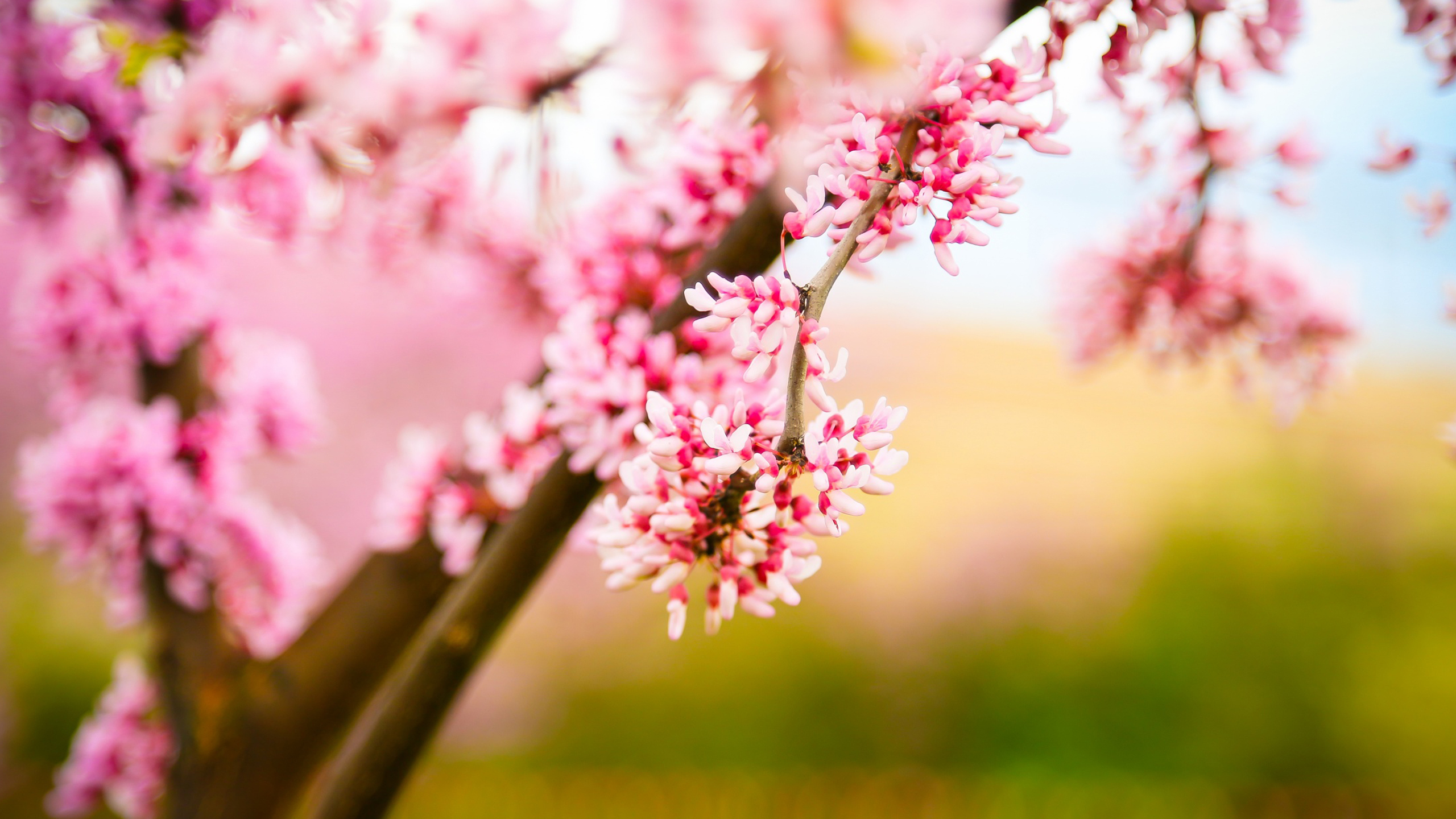 Pink Blossom Flowers Tree Branches In Blur Wallpaper HD Pink Aesthetic
