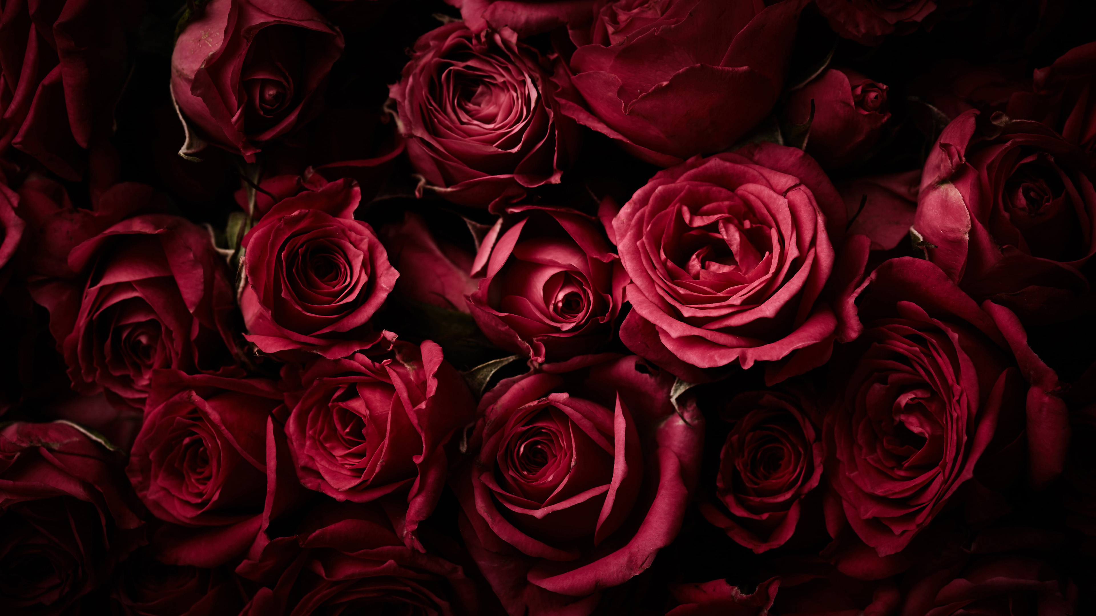 Red Rose Bouquet K HD Rose