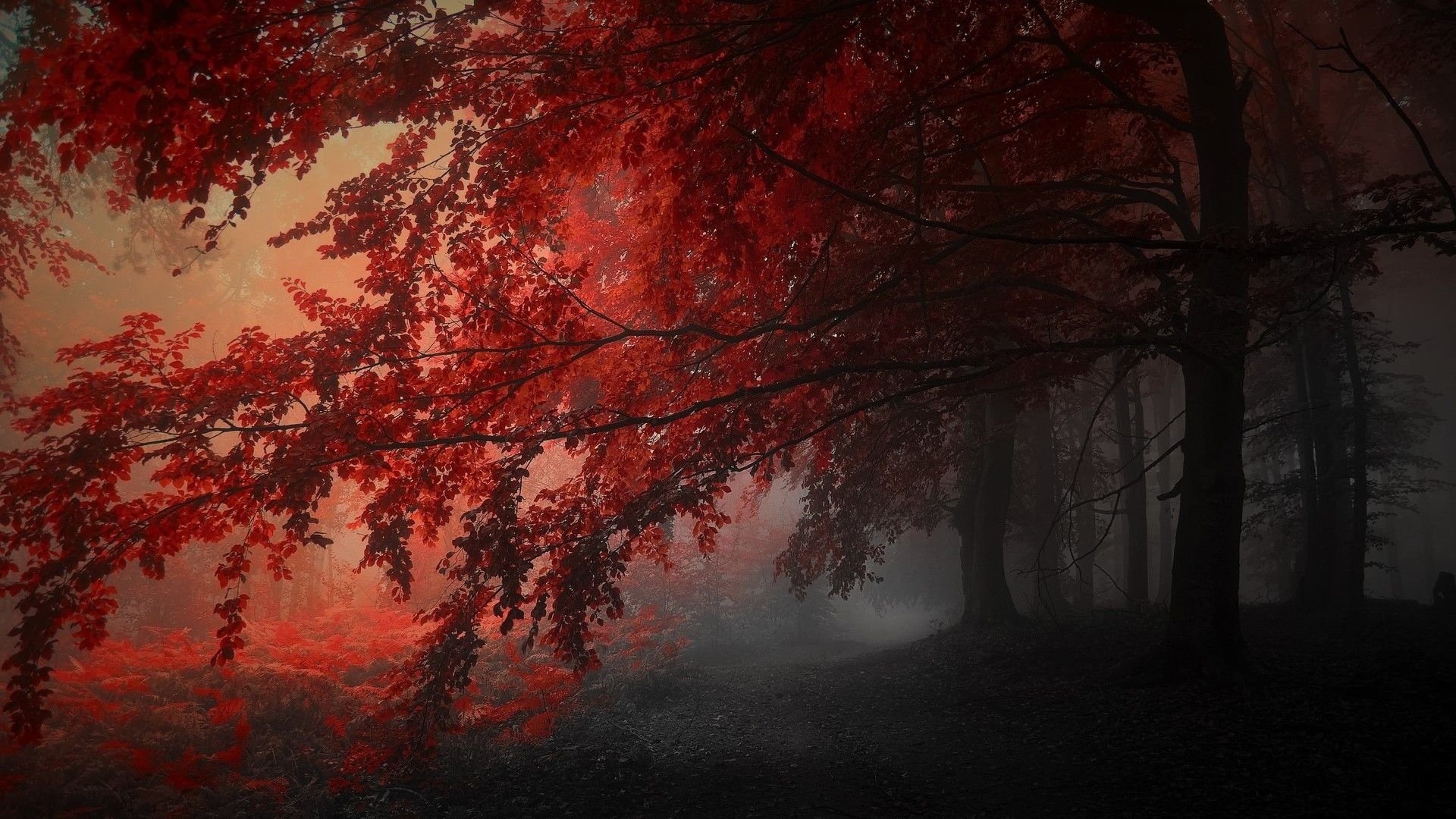 Red Autumn Trees In The Forest HD Dark Aesthetic