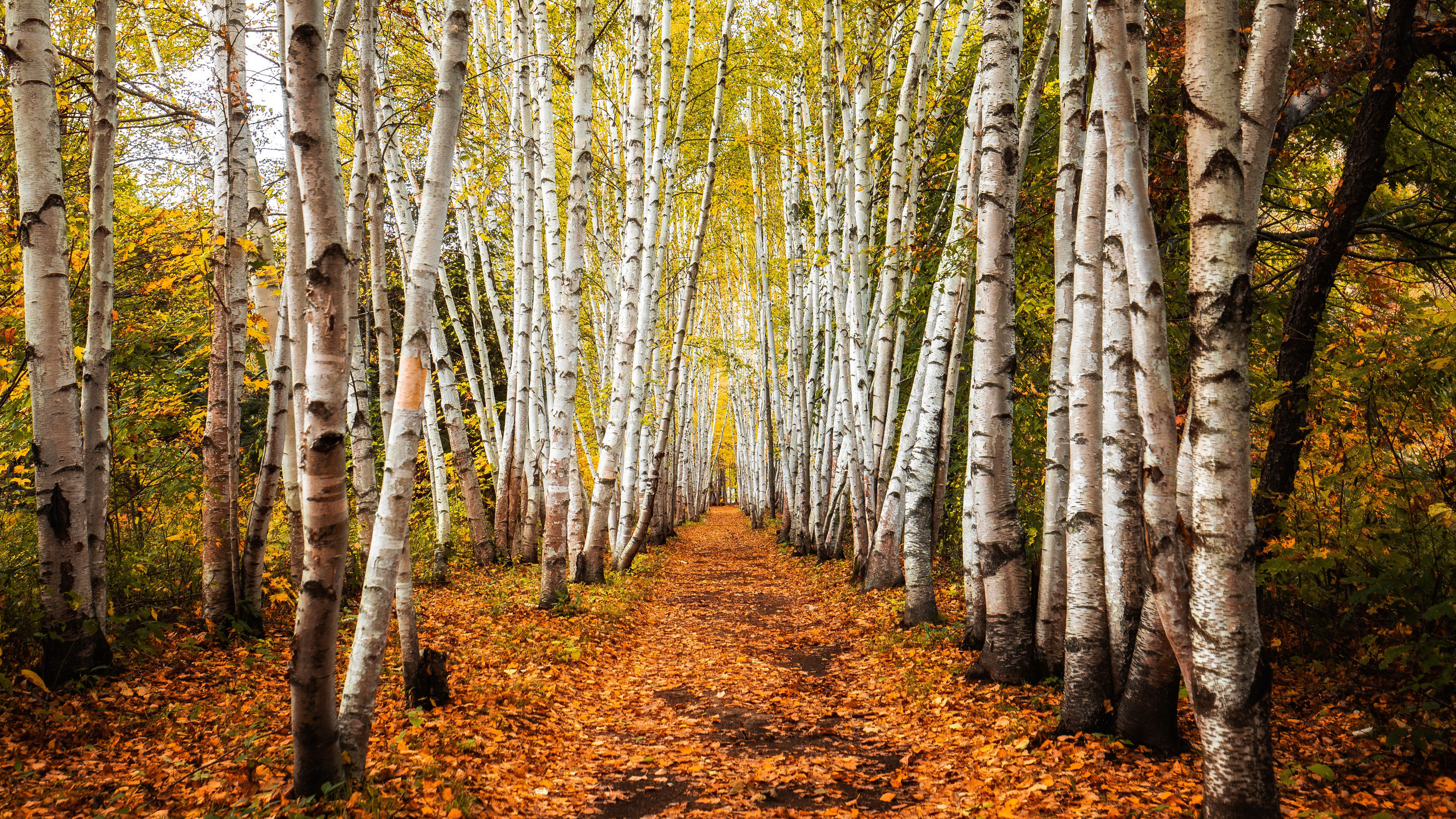Birch Fall Path K HD Nature