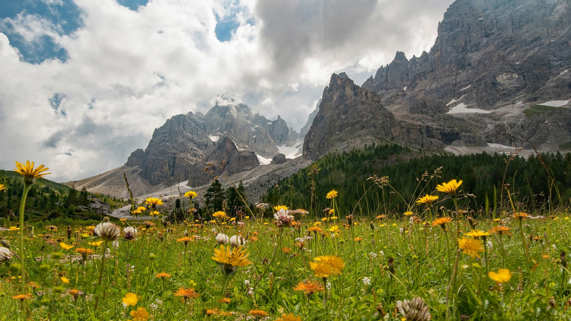 Summer Yellow Alps Meadow Dolomites HD