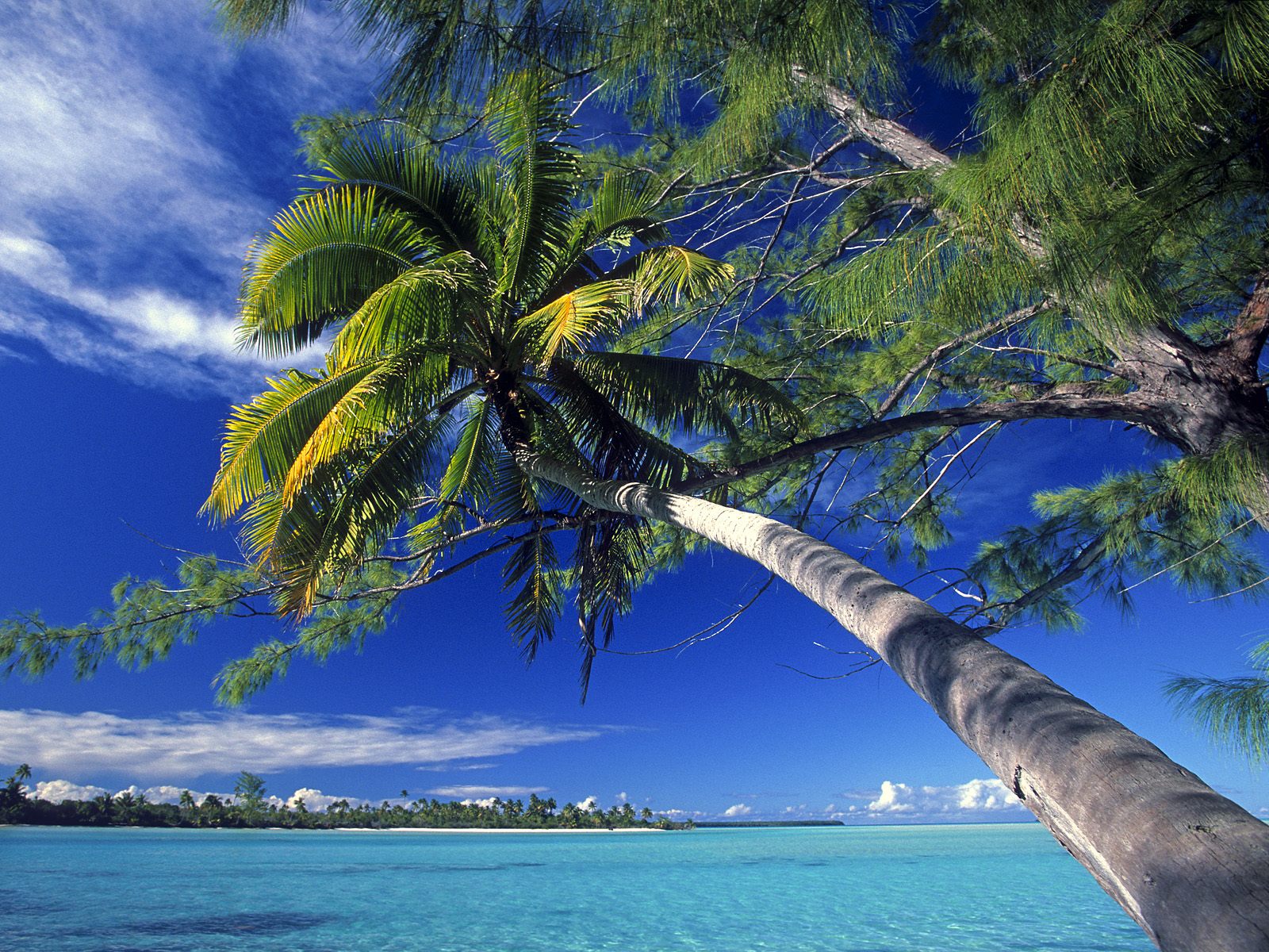 Palm Tree Society Island